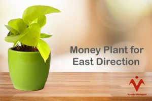 Money Plant for East Direction